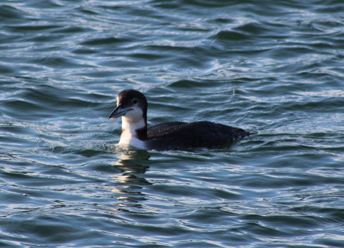 Common Loon - ML647126806