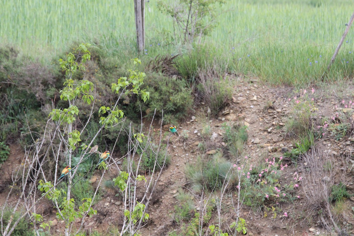 European Bee-eater - ML647126812