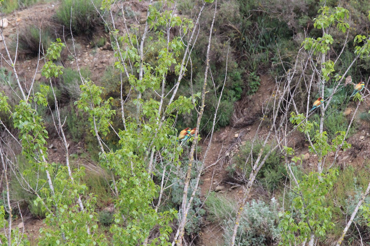 European Bee-eater - ML647126813