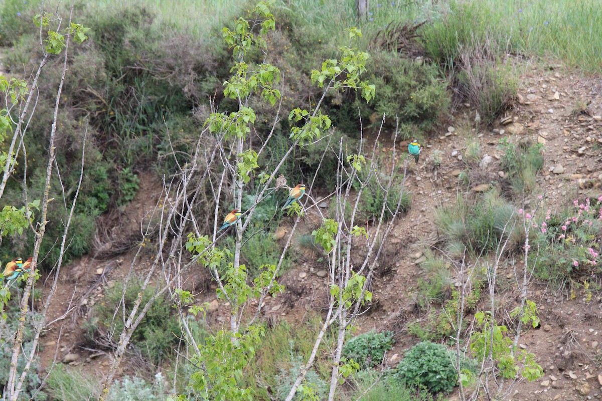 European Bee-eater - ML647126814