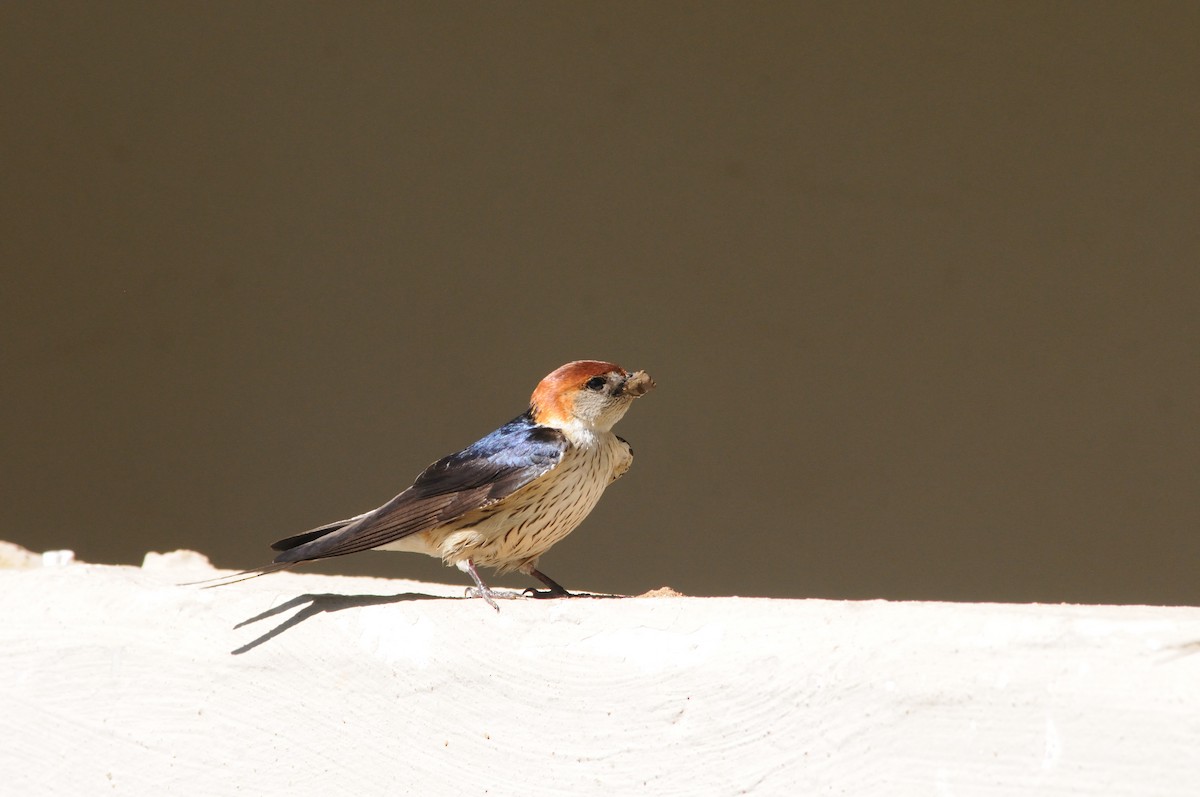 Golondrina Cabecirrufa - ML647126816
