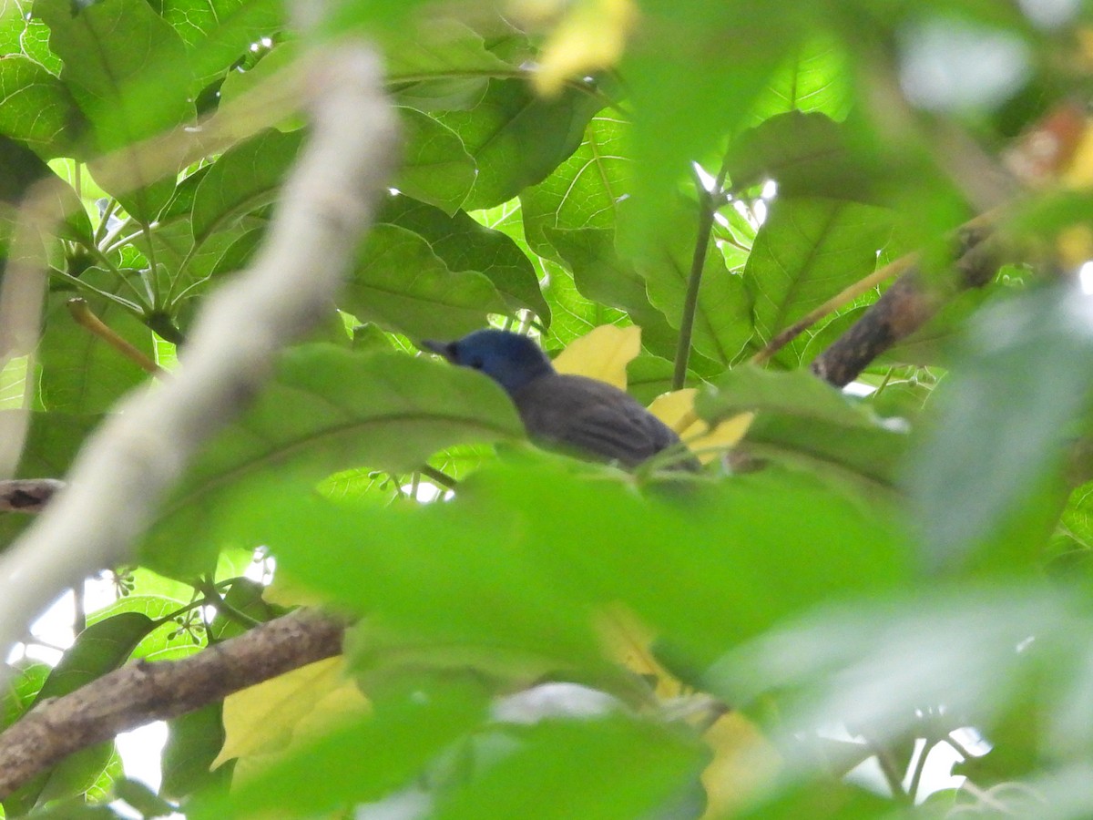 Black-naped Monarch - ML647126817