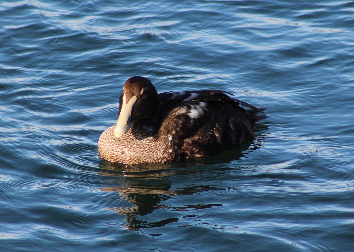 Common Eider - ML647126825