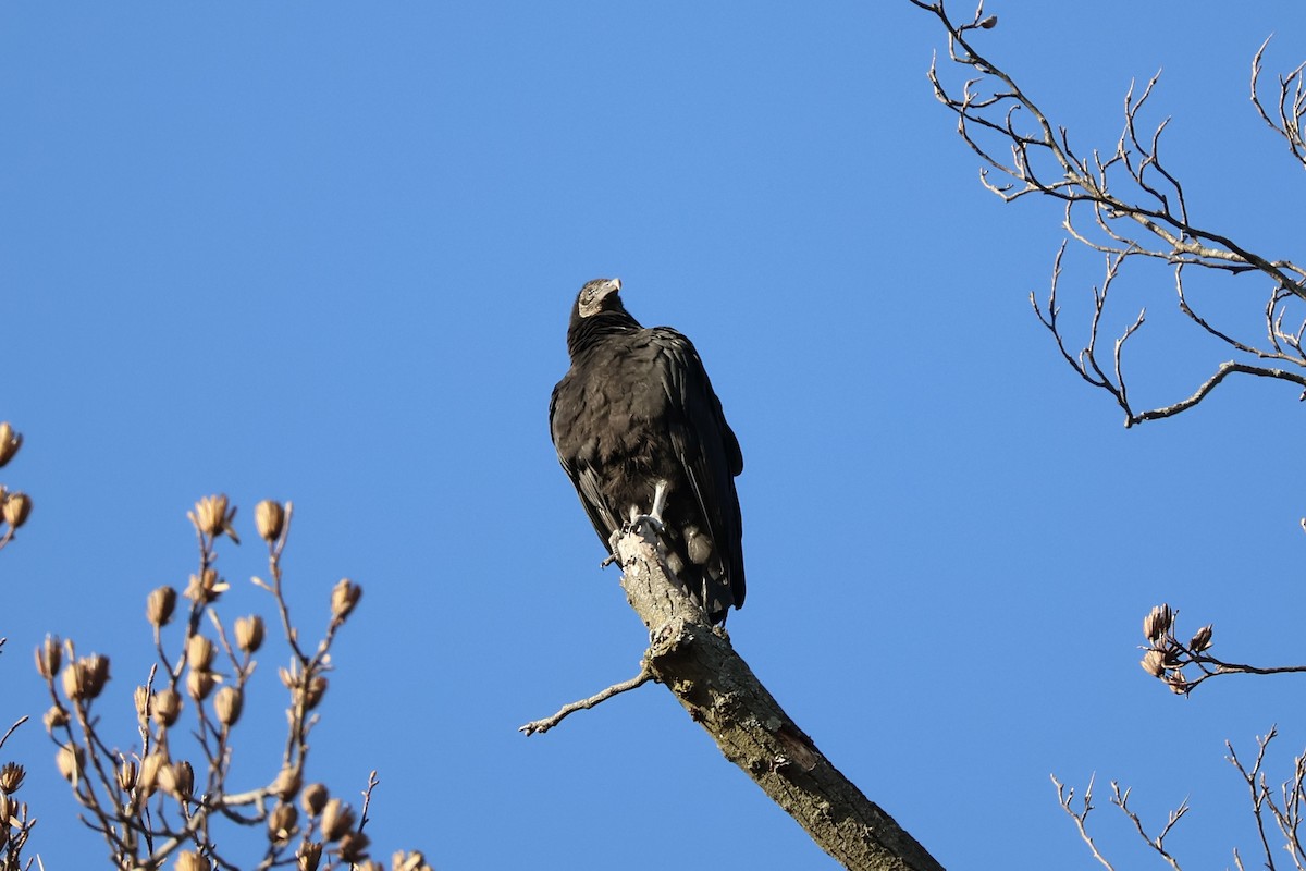 Urubu noir - ML647126826