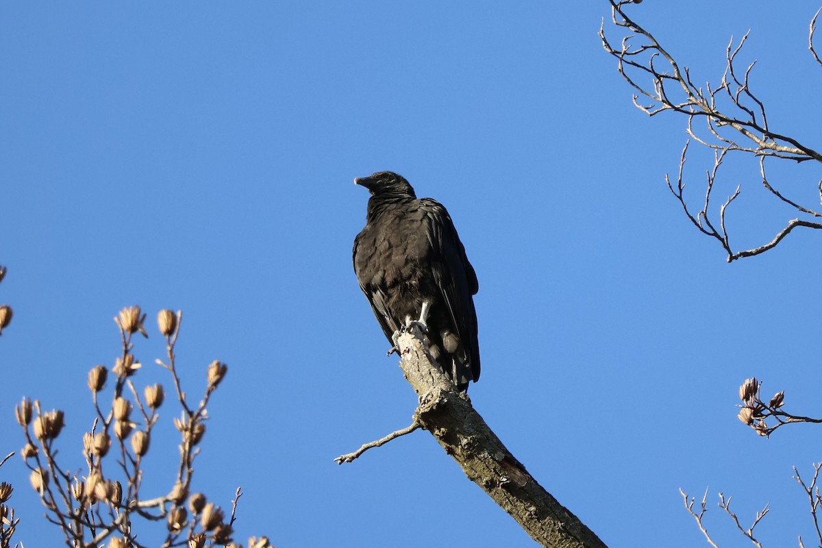 Urubu noir - ML647126827