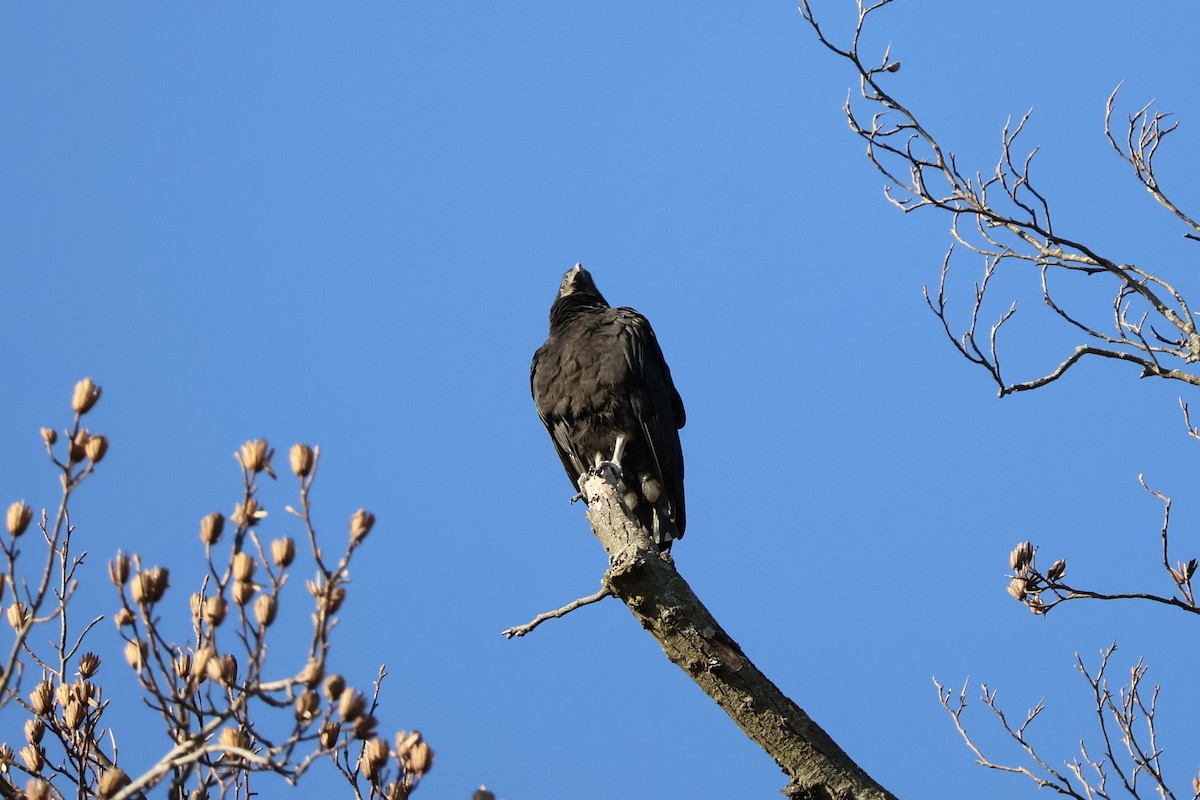 Urubu noir - ML647126828