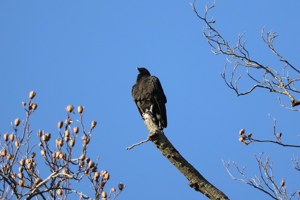 Urubu noir - ML647126829