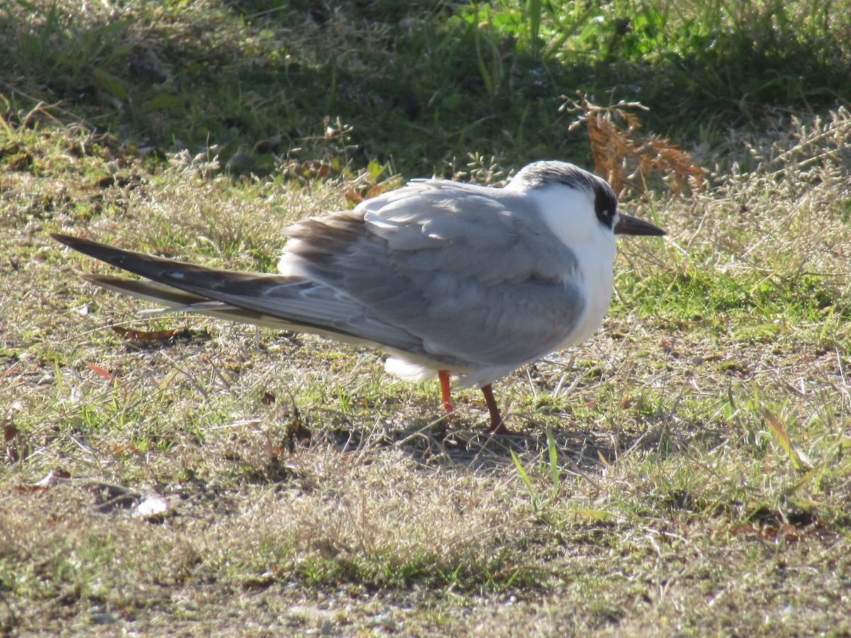 メリケンアジサシ - ML647126834