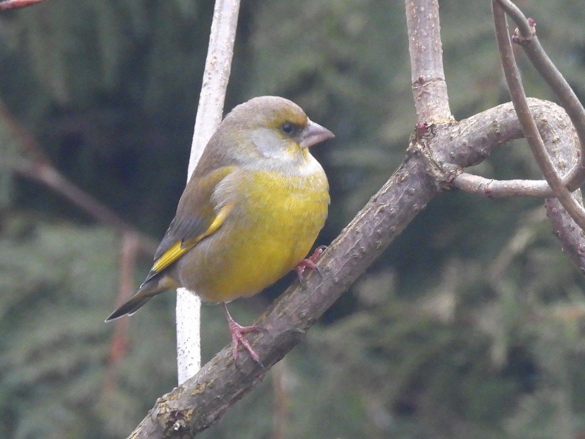 European Greenfinch - ML647126835