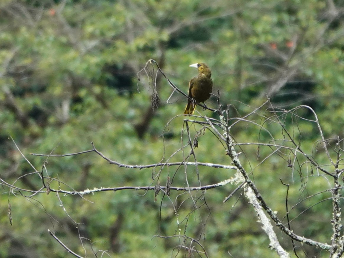 Dusky-green Oropendola - ML647126836