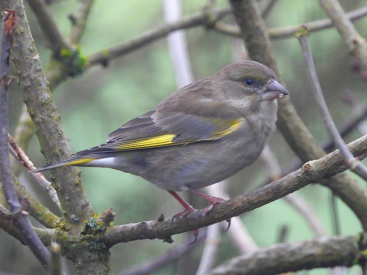 European Greenfinch - ML647126837