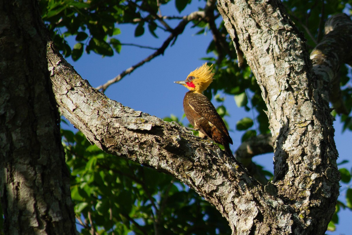 Pale-crested Woodpecker - ML647126841