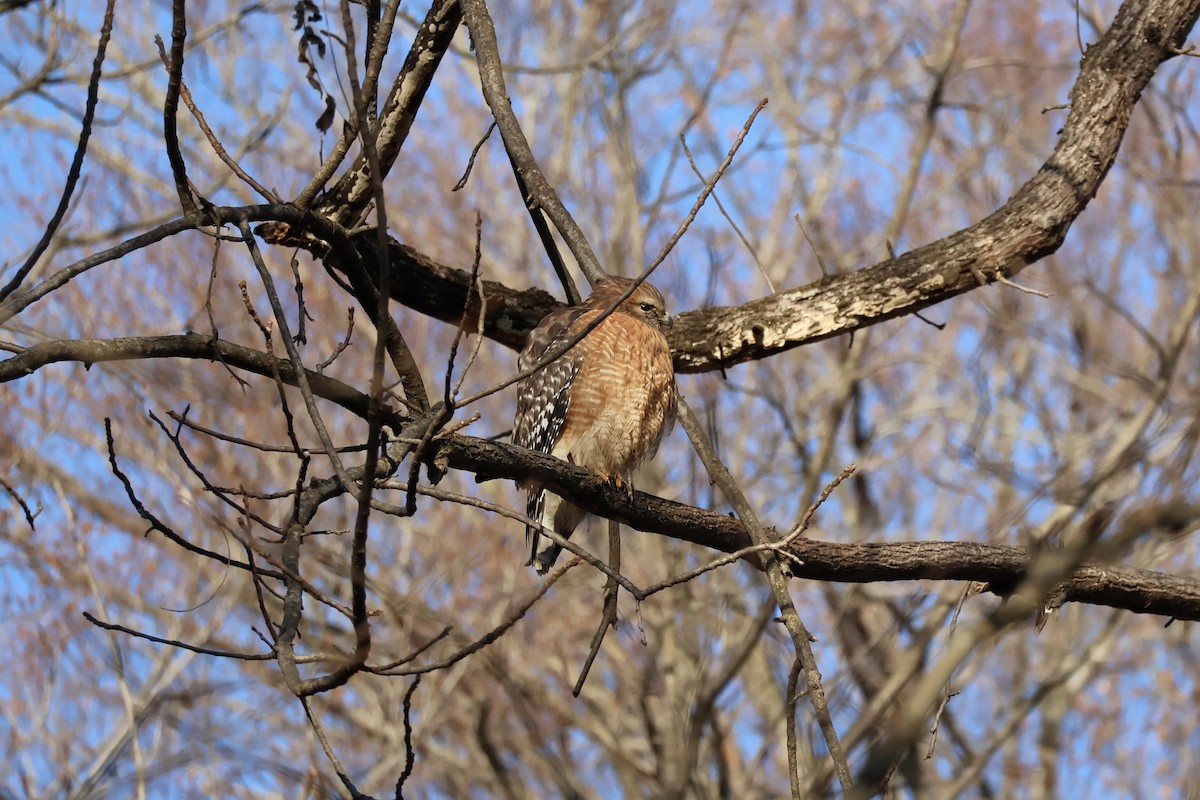 Red-shouldered Hawk - ML647126847