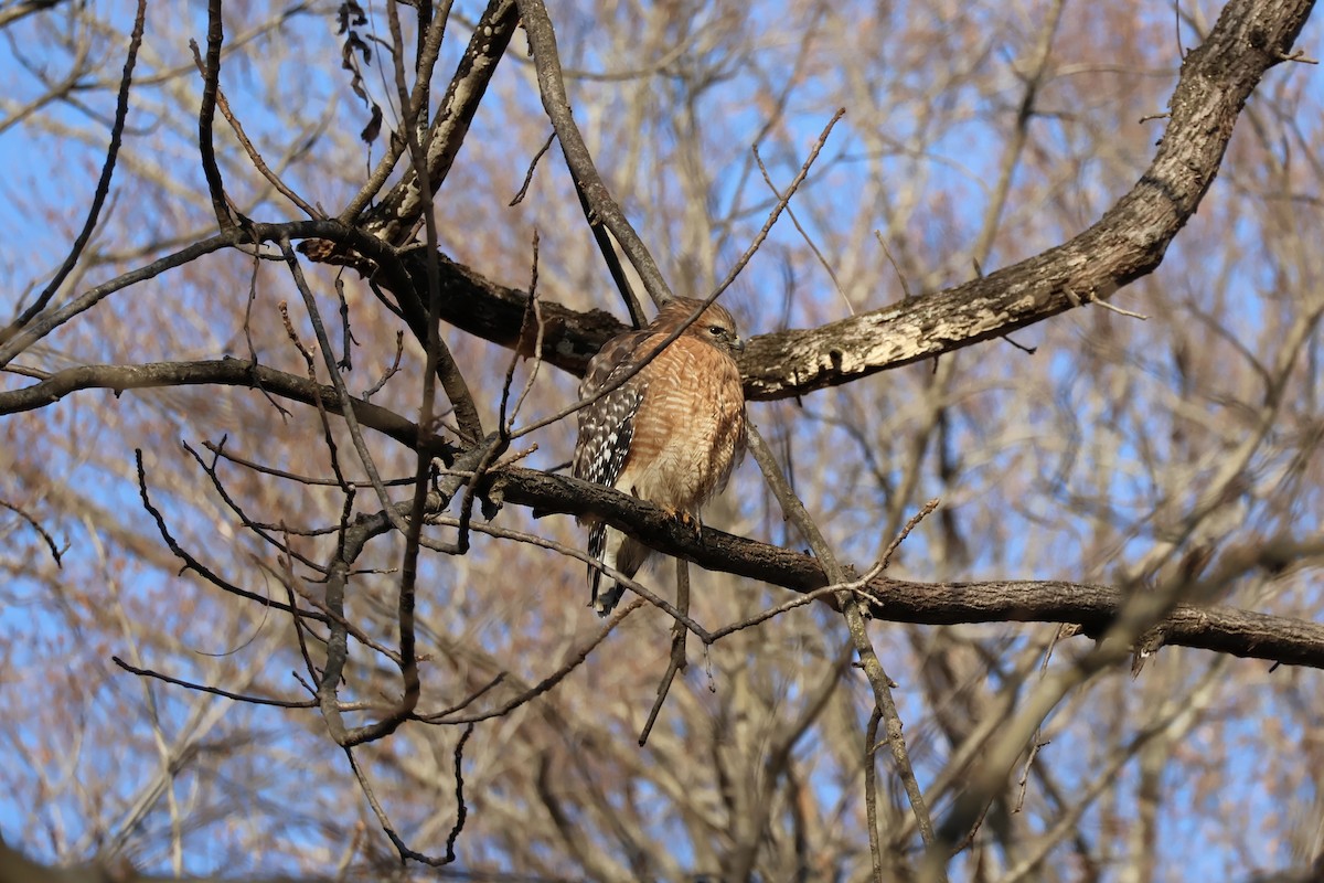 Red-shouldered Hawk - ML647126849