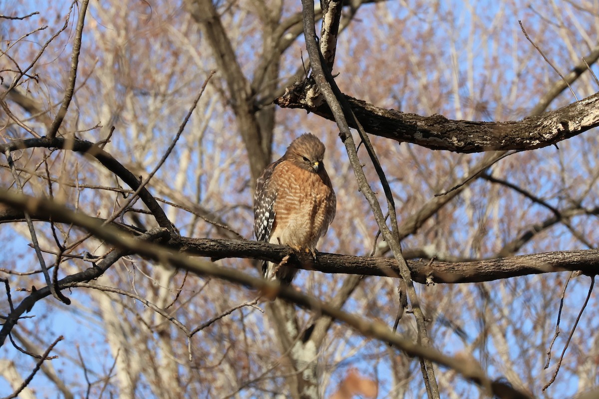 Red-shouldered Hawk - ML647126850