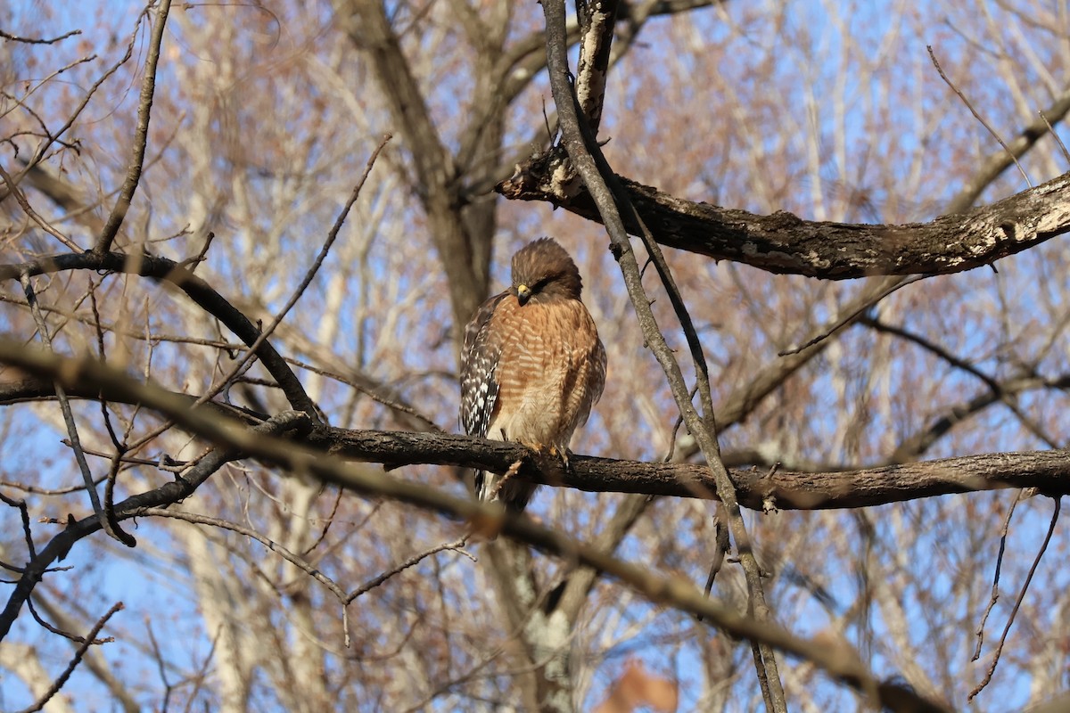Red-shouldered Hawk - ML647126851