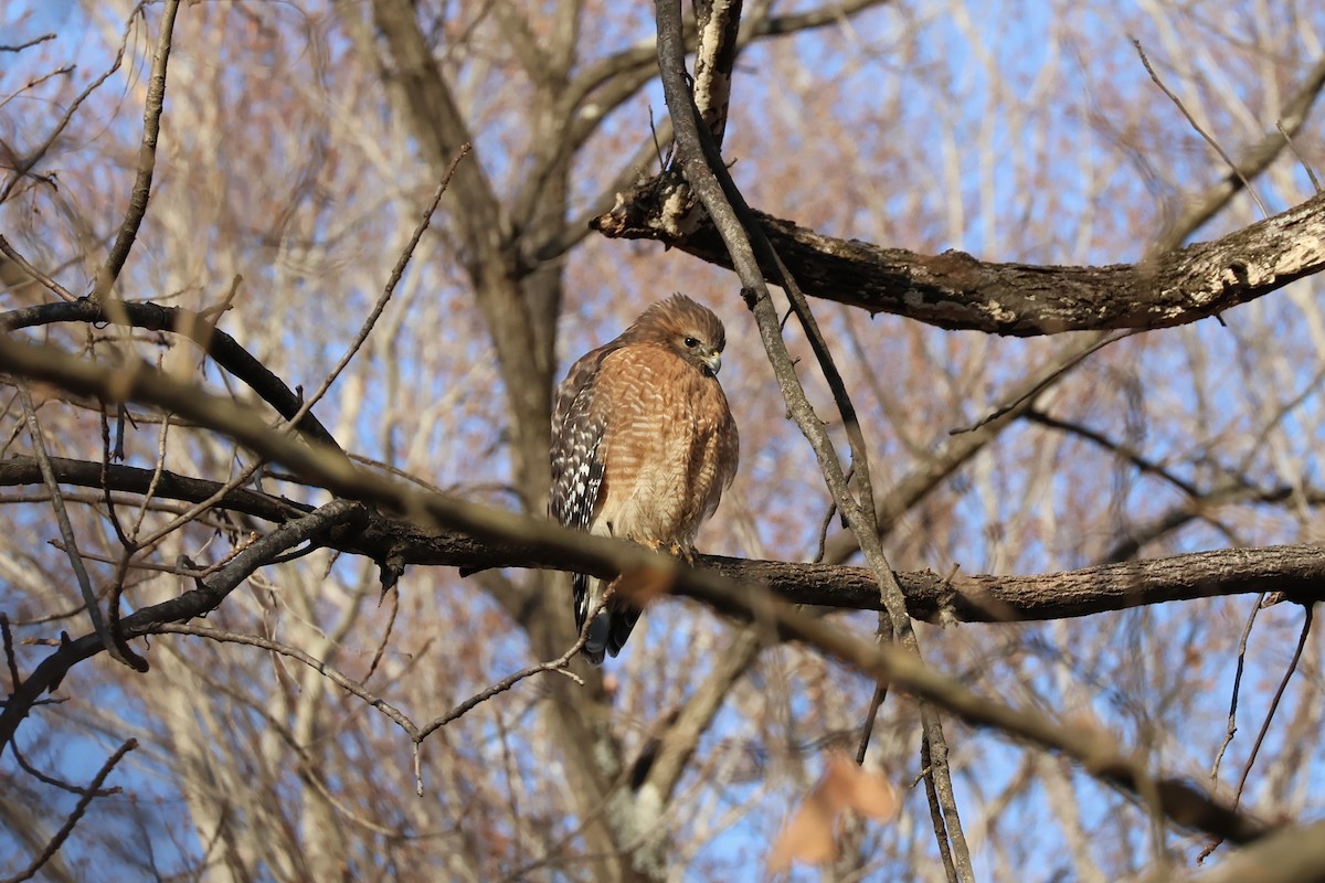 Red-shouldered Hawk - ML647126853