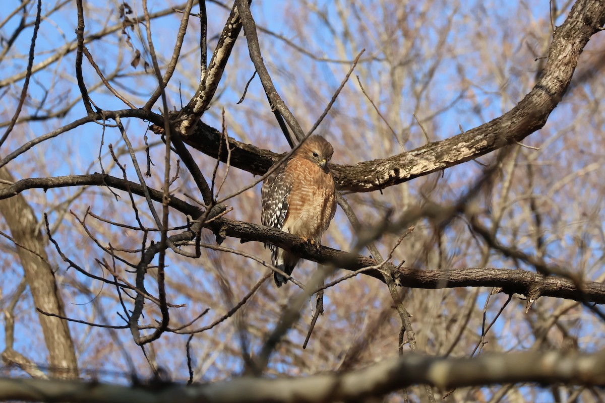 Red-shouldered Hawk - ML647126854
