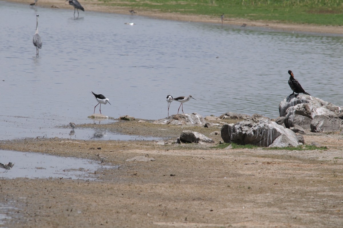 高蹺鴴 - ML647126855