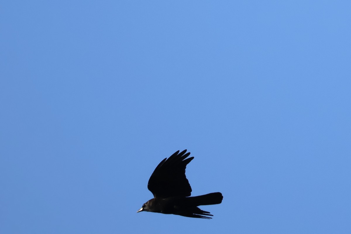 American Crow - ML647126861