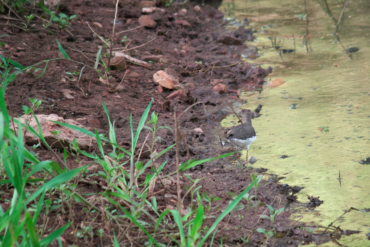 Solitary Sandpiper - ML647126865