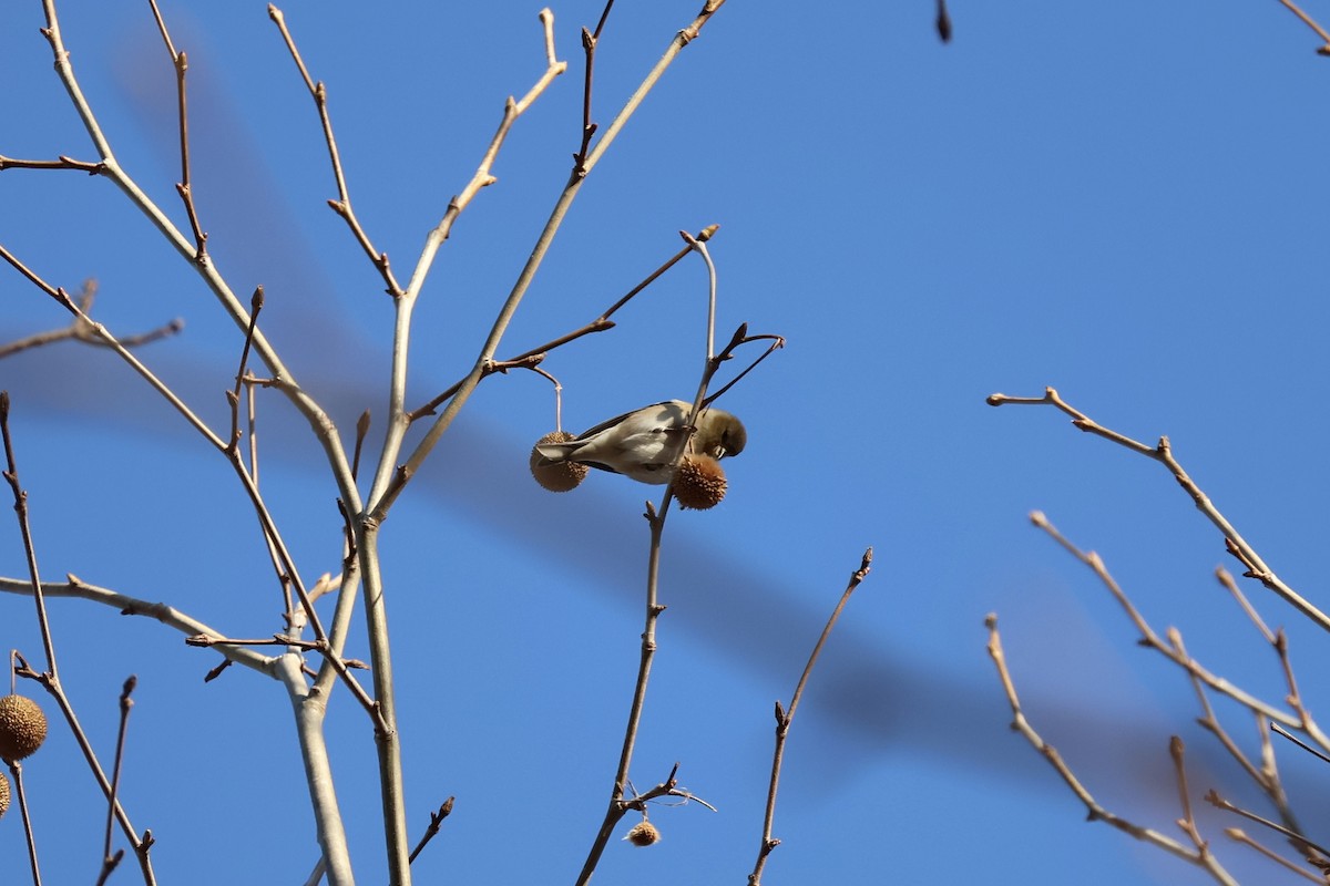 American Goldfinch - ML647126867