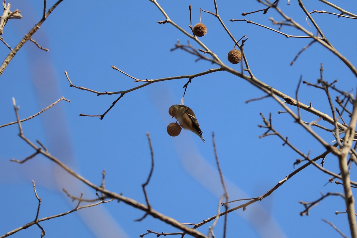 American Goldfinch - ML647126868