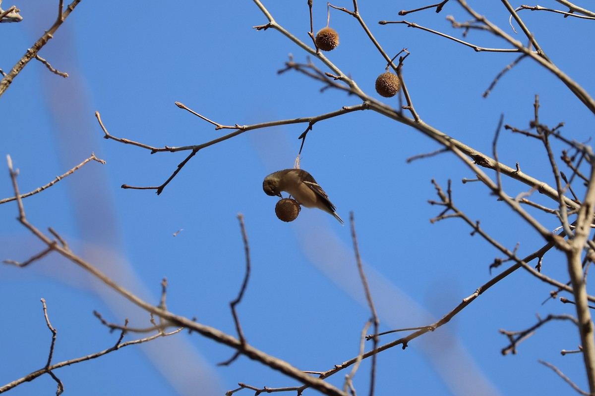 American Goldfinch - ML647126870
