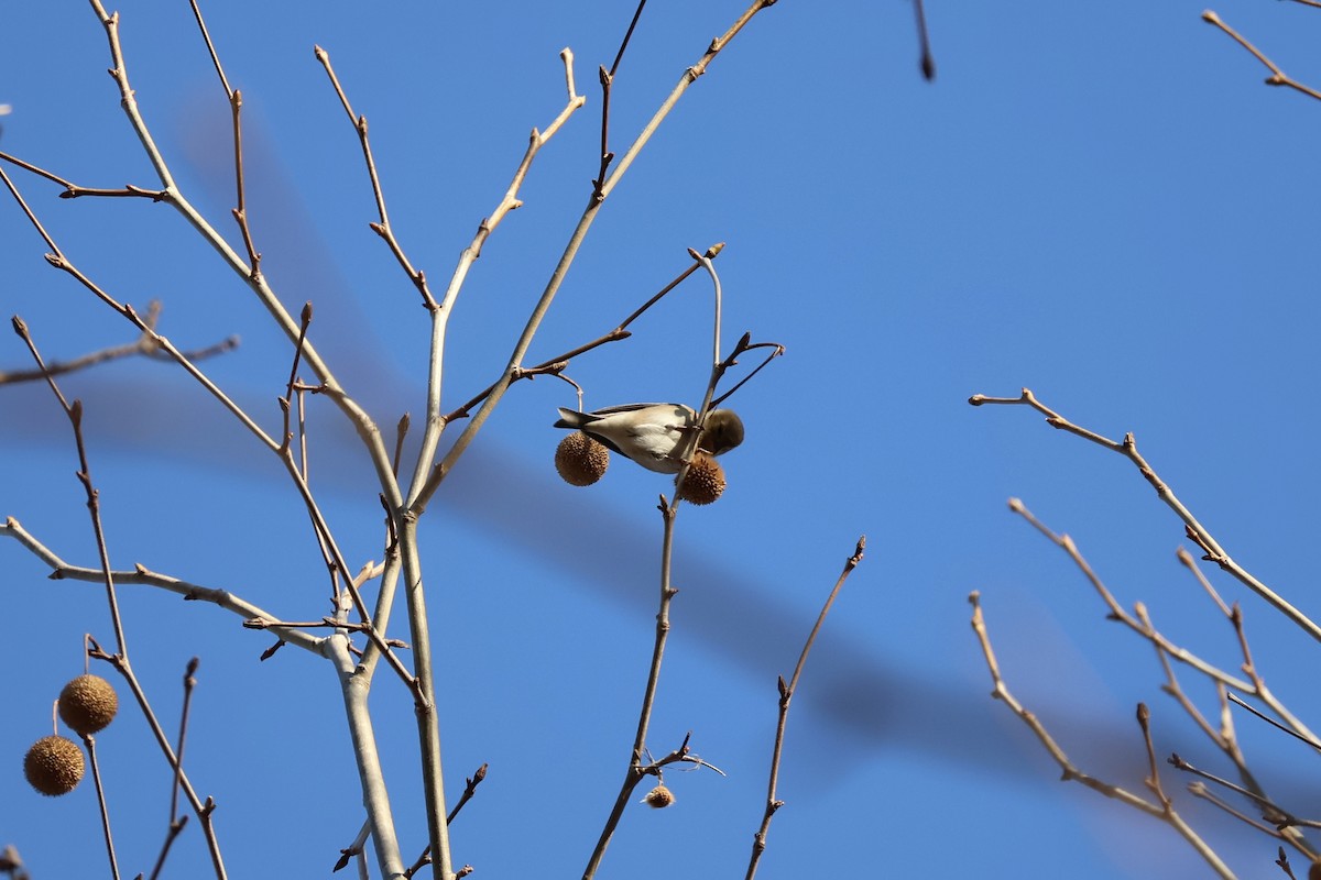American Goldfinch - ML647126873