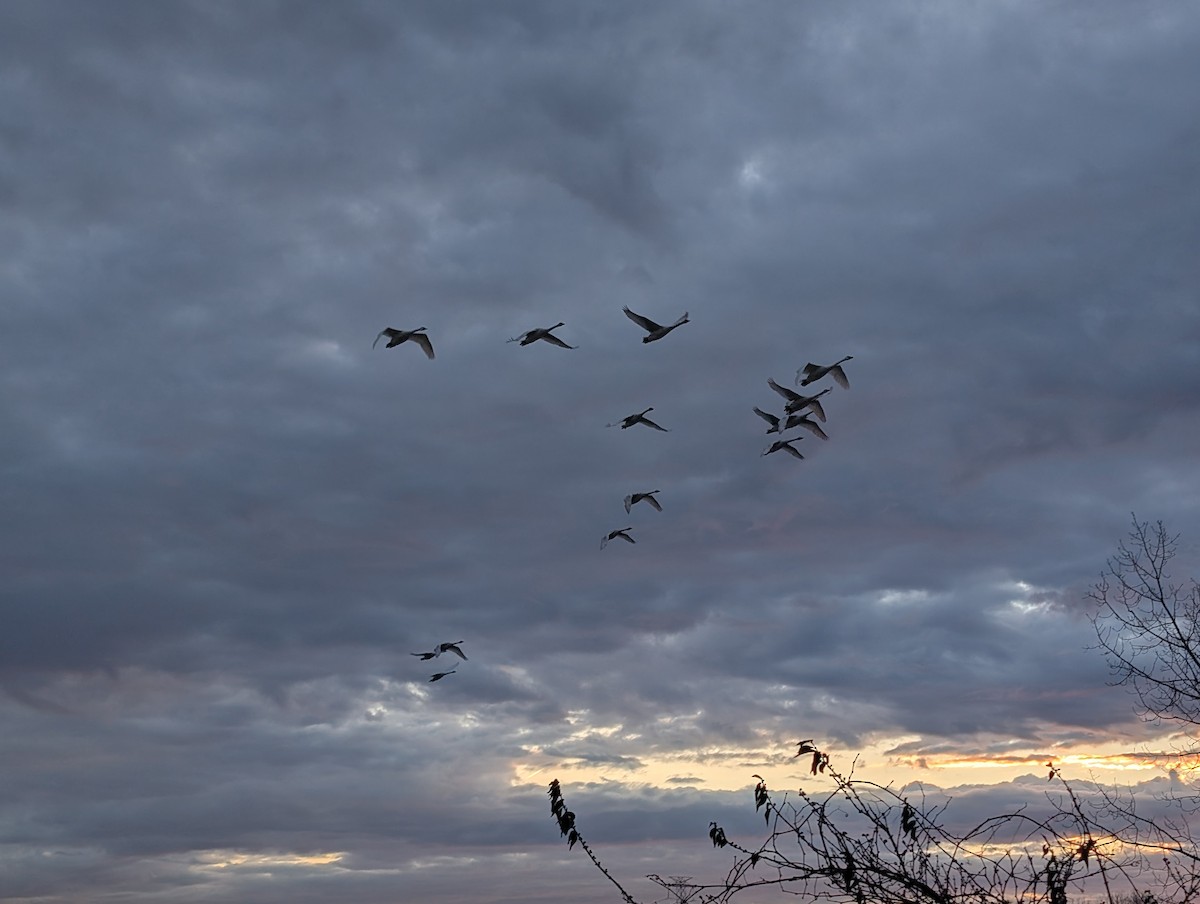 Trumpeter Swan - ML647126874