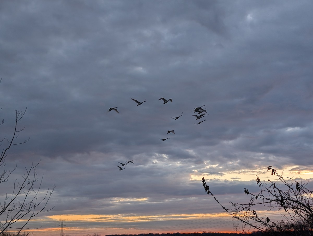 Trumpeter Swan - ML647126875
