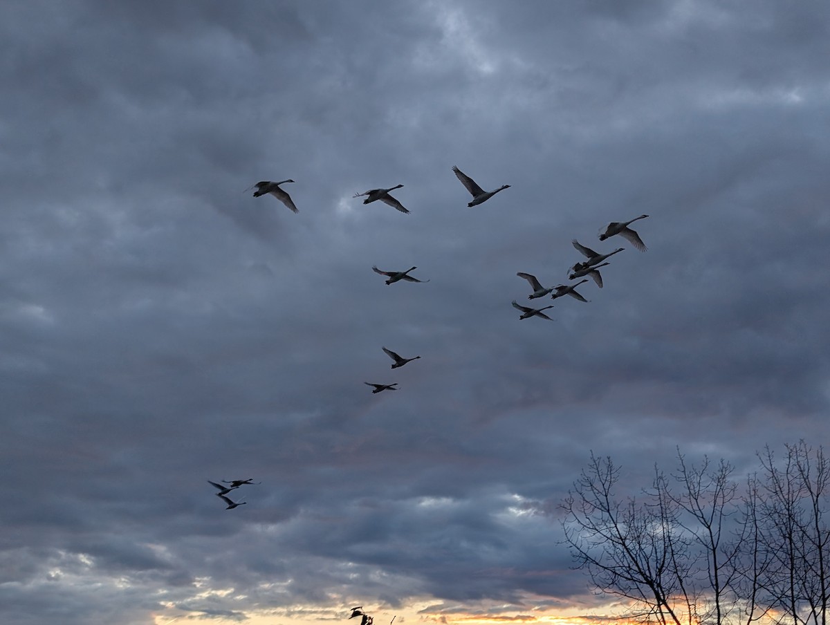 Trumpeter Swan - ML647126876