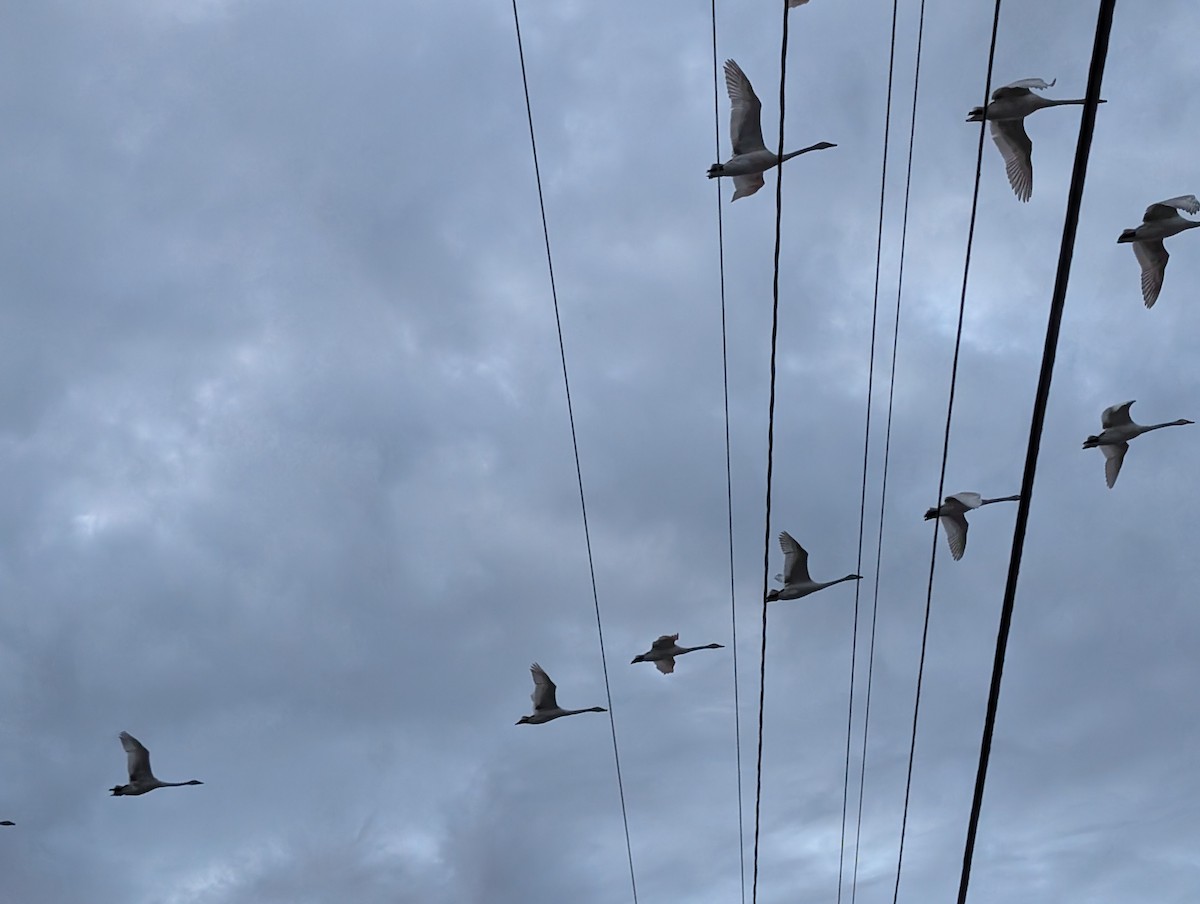 Trumpeter Swan - ML647126877