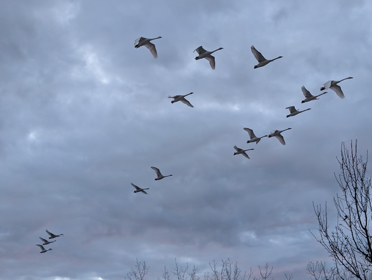Trumpeter Swan - ML647126878