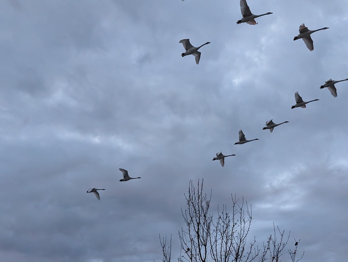 Trumpeter Swan - ML647126879