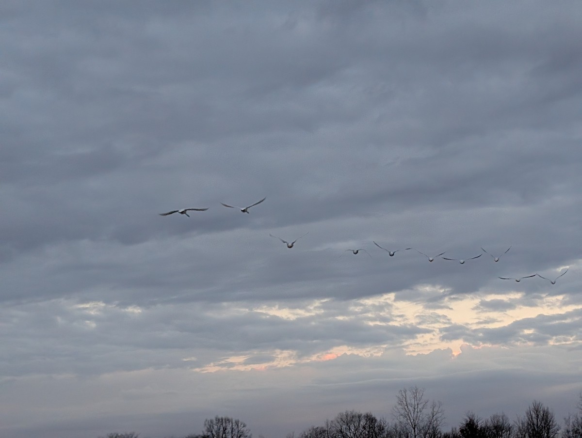 Trumpeter Swan - ML647126880