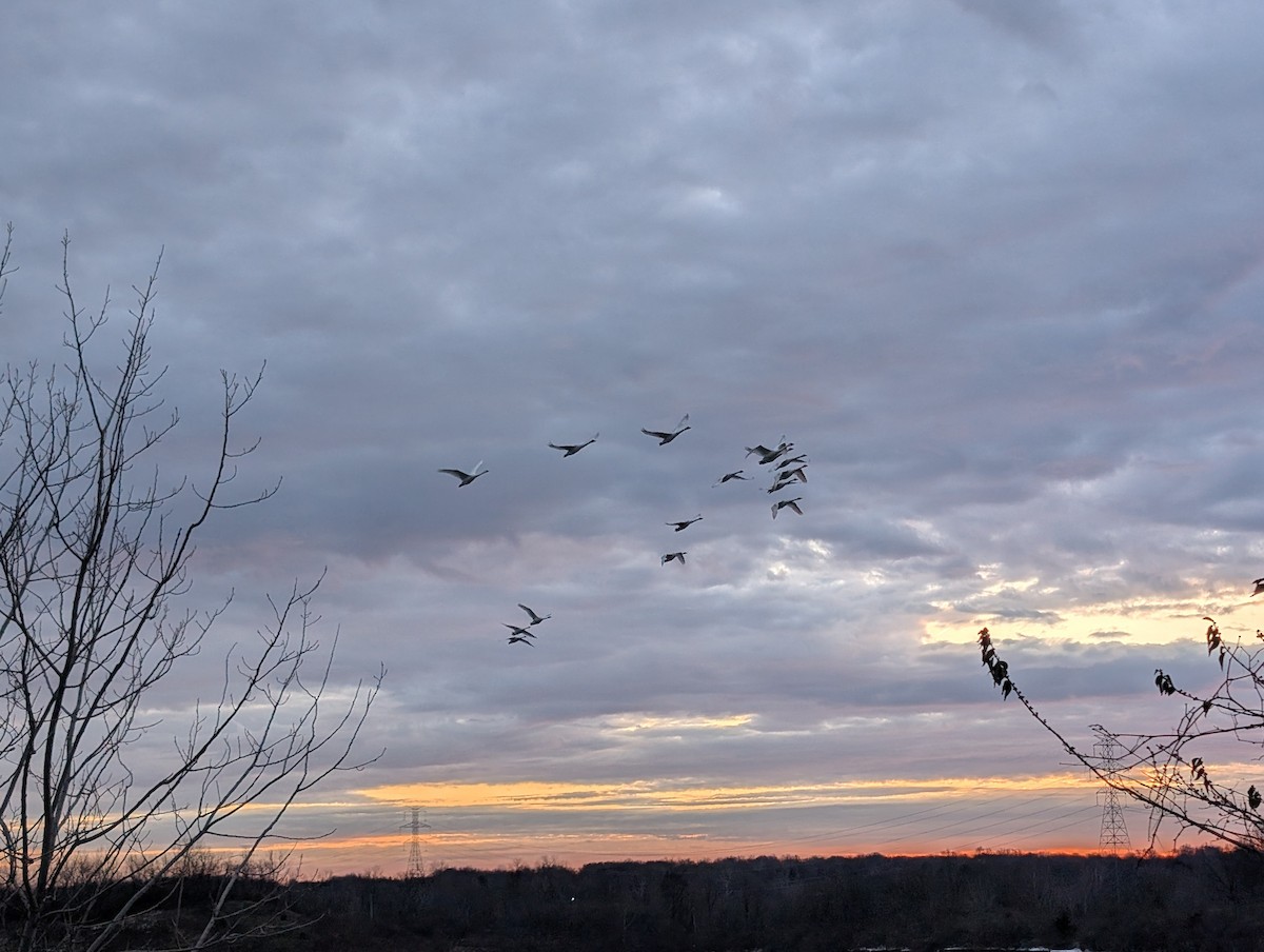 Trumpeter Swan - ML647126881
