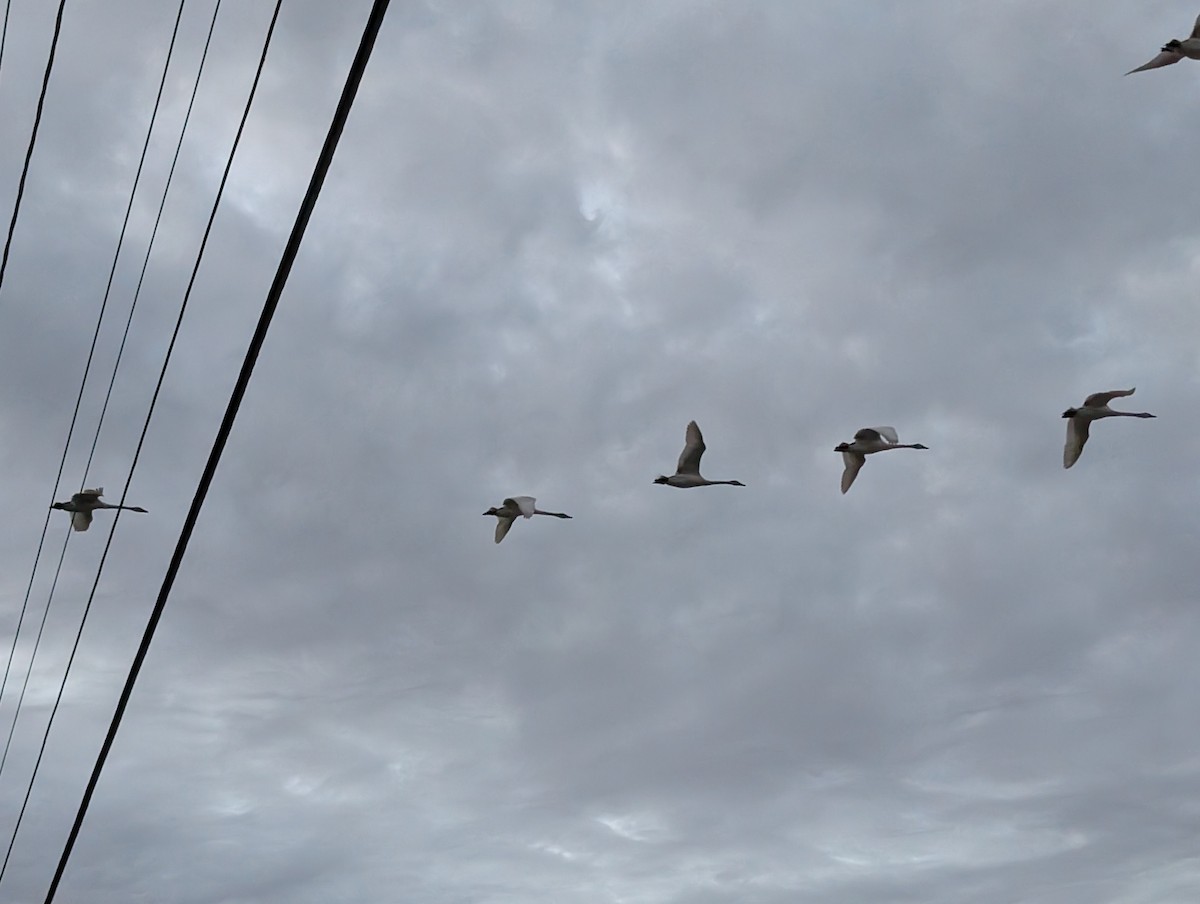 Trumpeter Swan - ML647126882