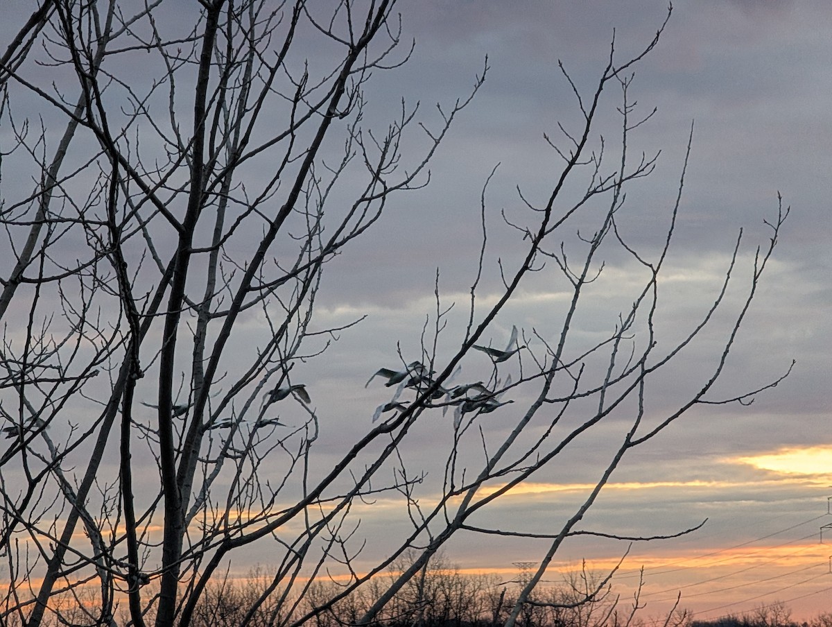 Trumpeter Swan - ML647126883