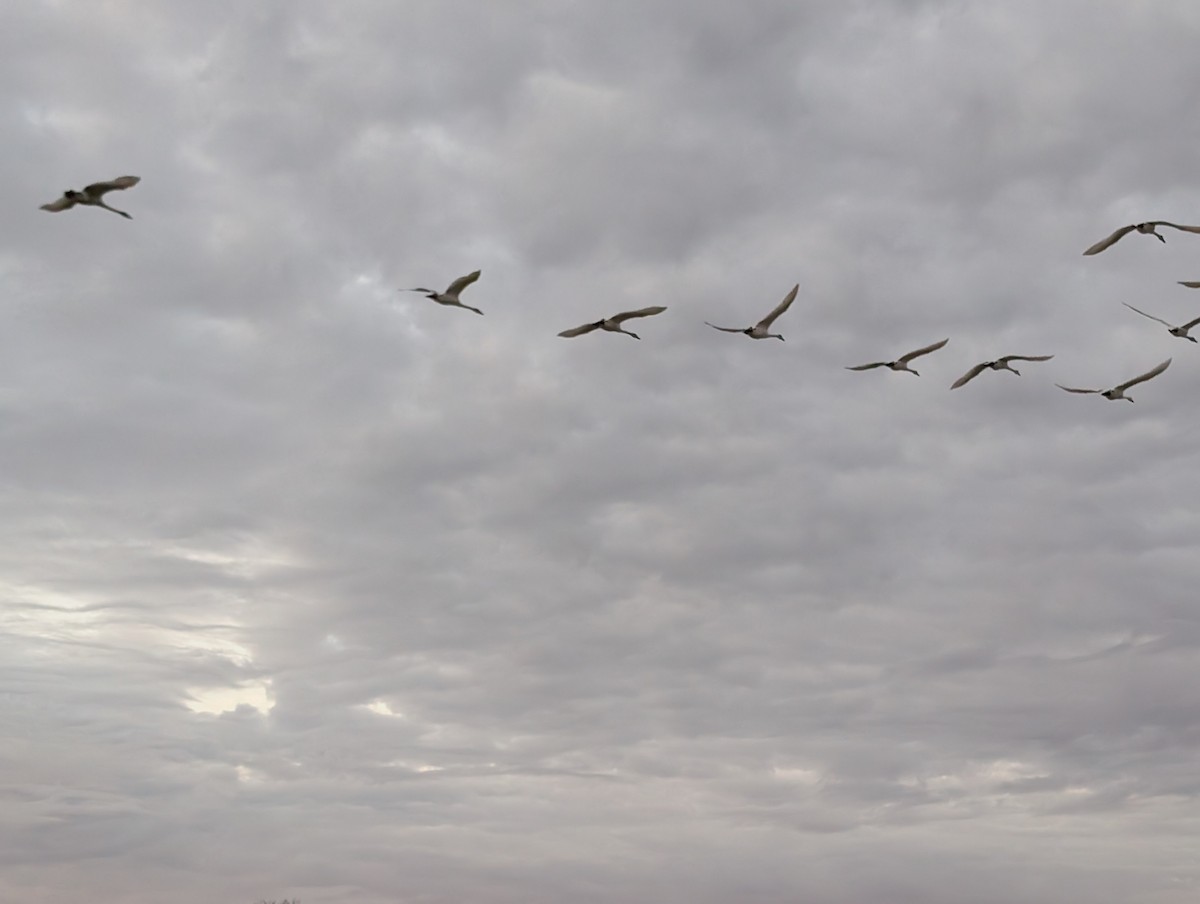 Trumpeter Swan - ML647126884