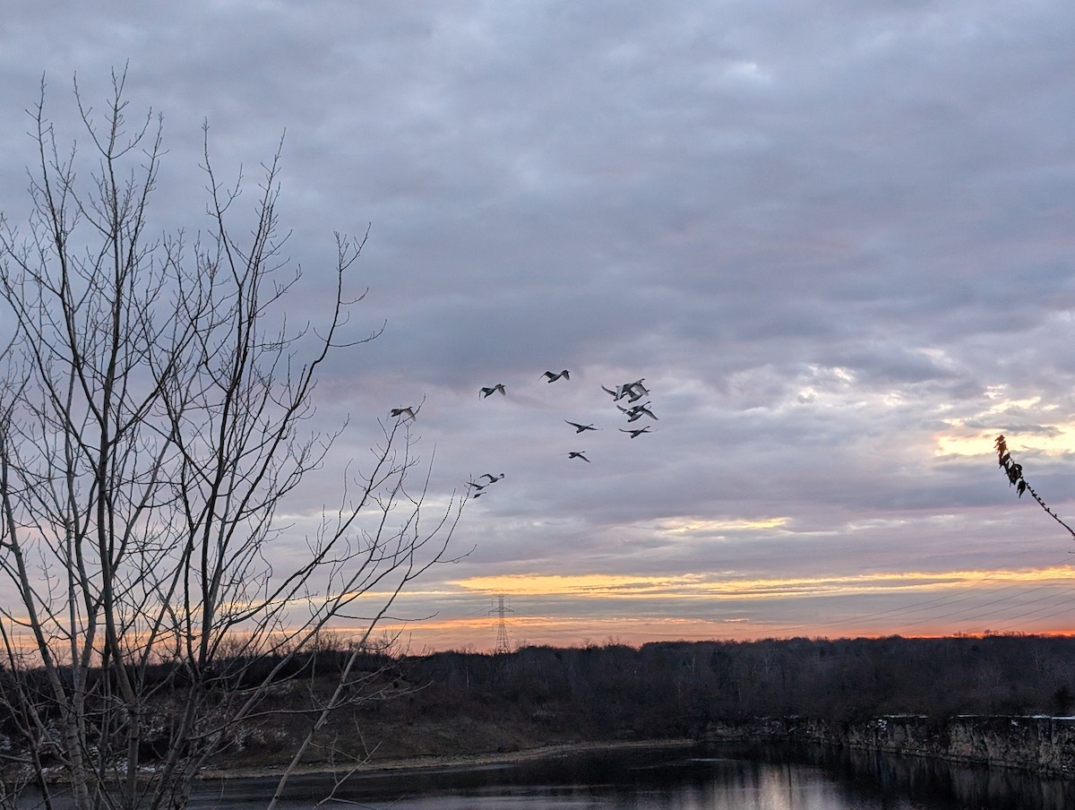 Trumpeter Swan - ML647126885
