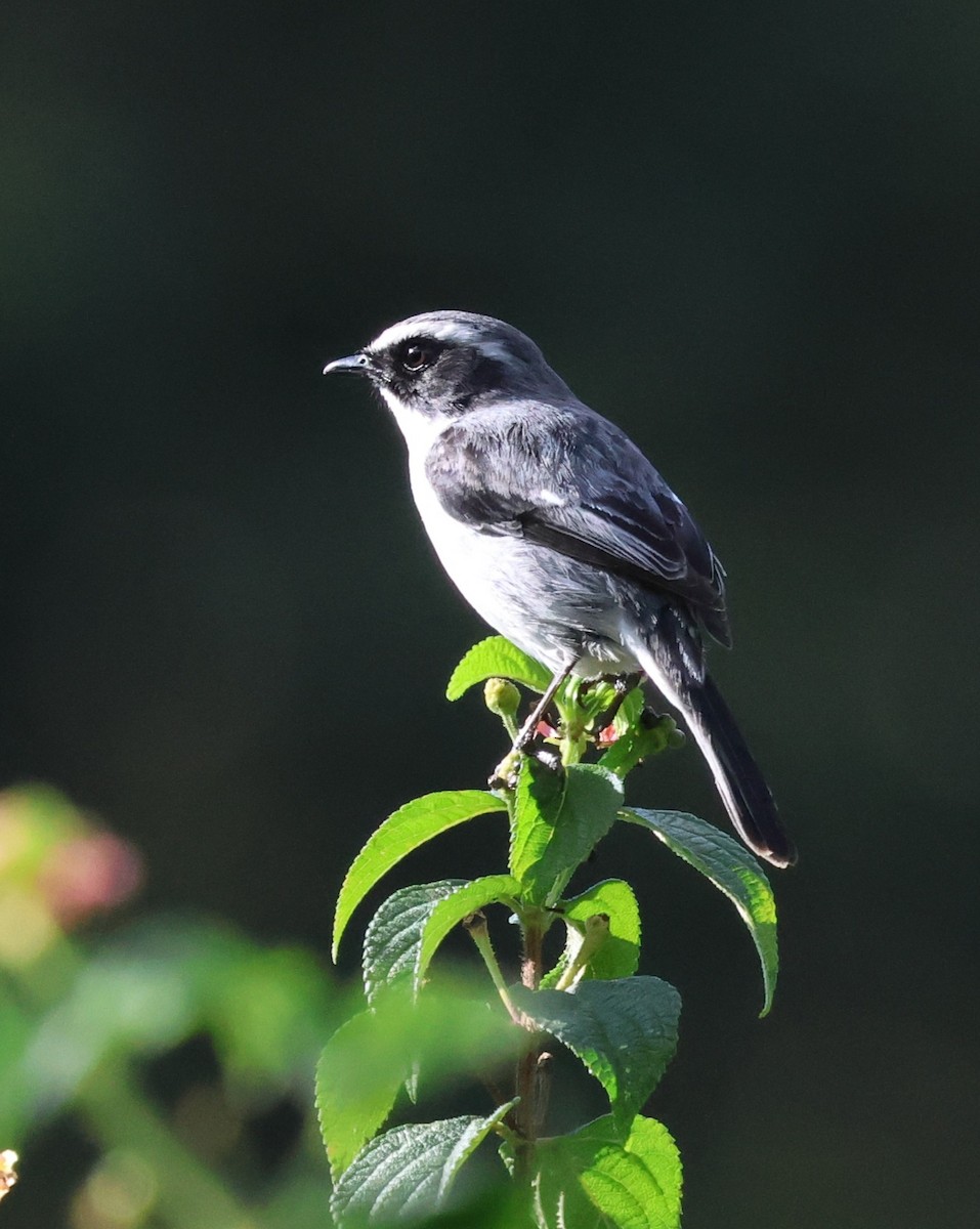 Gray Bushchat - ML647126887