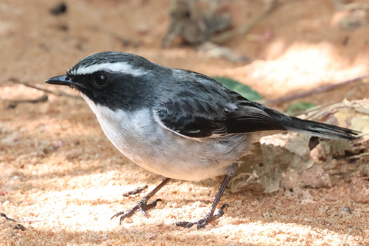 Gray Bushchat - ML647126888