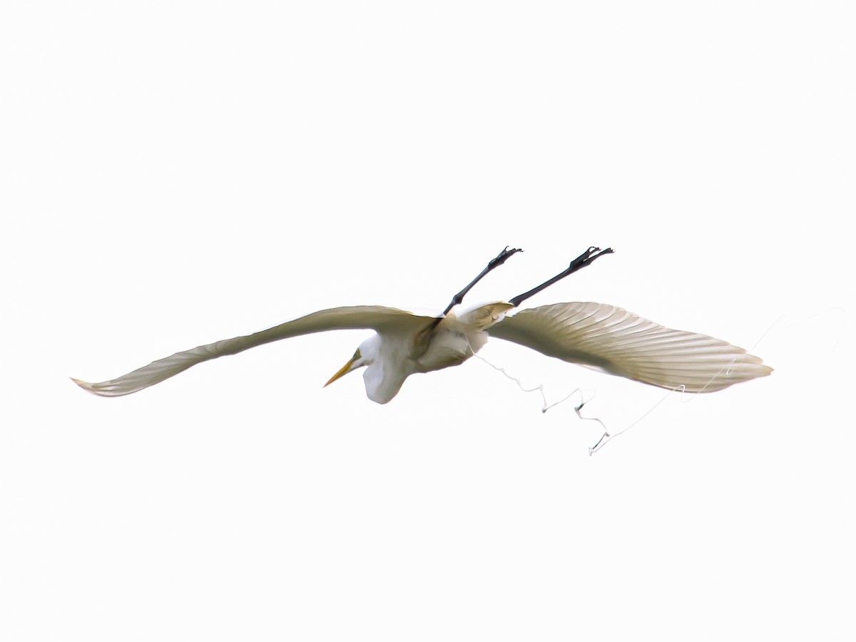 Great Egret - ML647126890