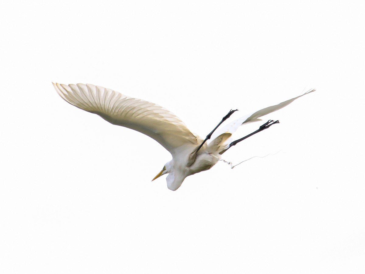 Great Egret - ML647126891