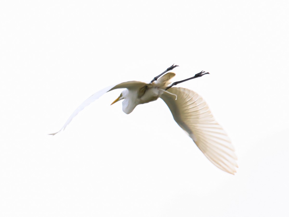 Great Egret - ML647126892