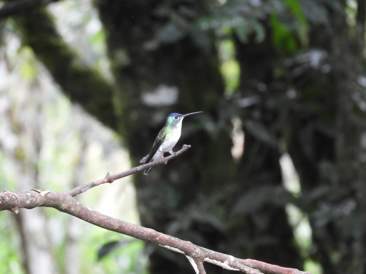 Crowned Woodnymph - ML647126894