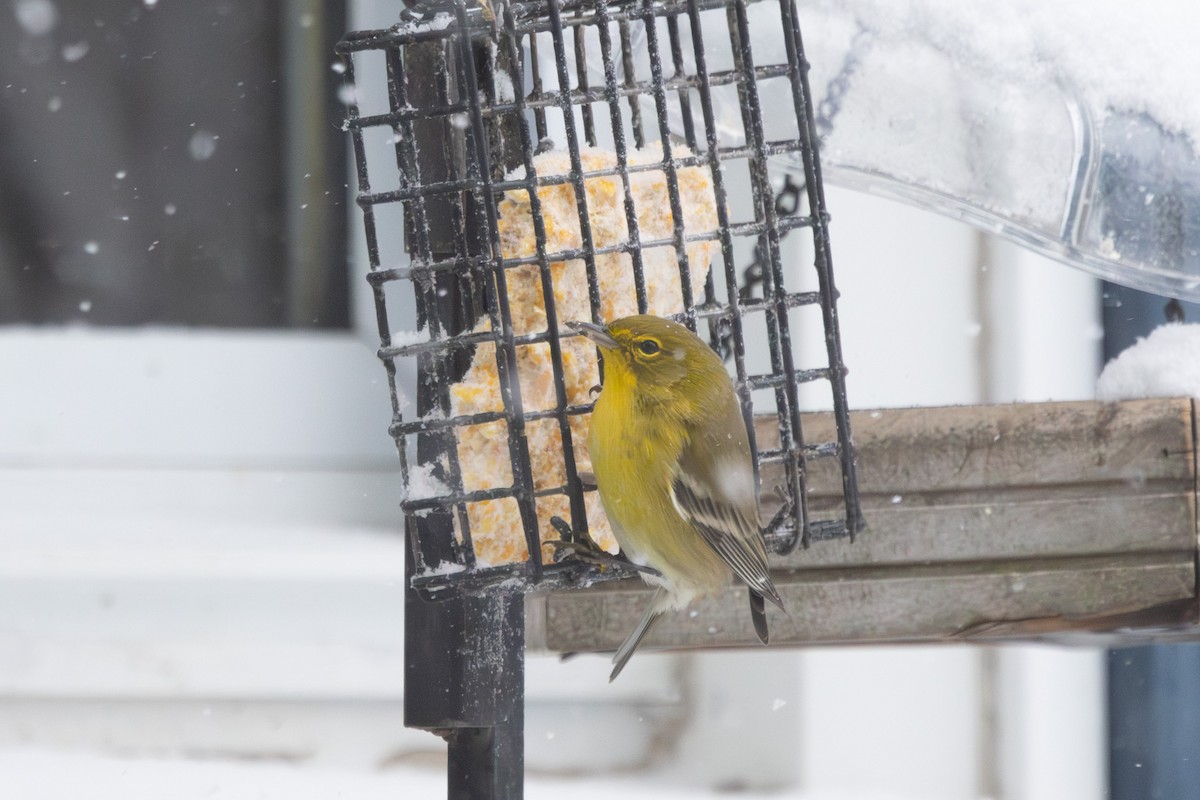 Pine Warbler - ML647126895