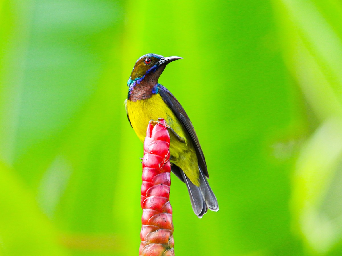 Brown-throated Sunbird - ML647126896