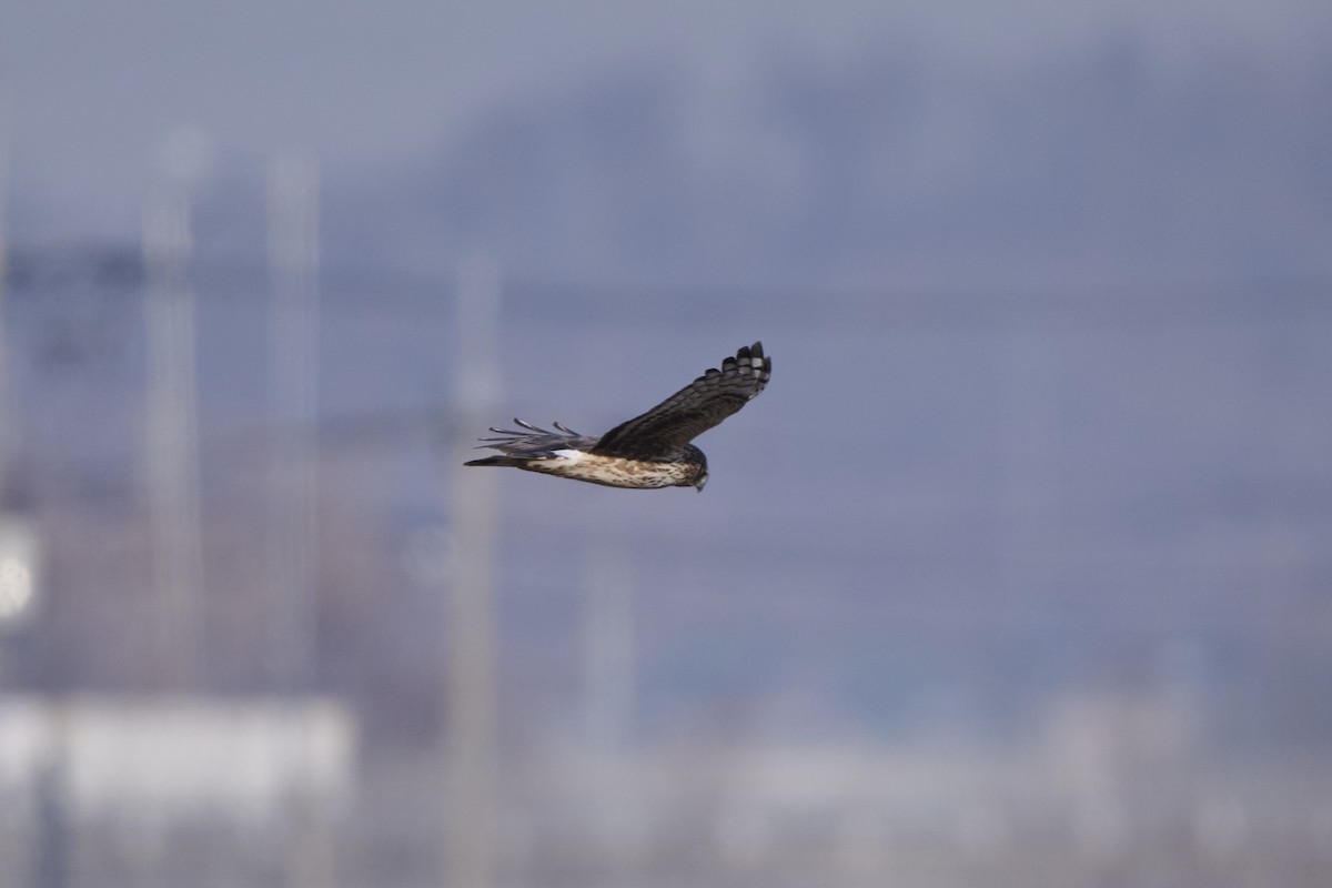 Hen Harrier - ML647126897